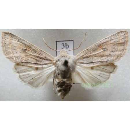 Orthosia gracilis (Denis & Schiffermüller, 1775) Czech3b